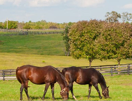 Chelford Farm Supplies Saves Time & Money With SAP Business One